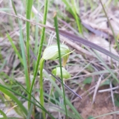 Pterostylis nutans at Albury - suppressed