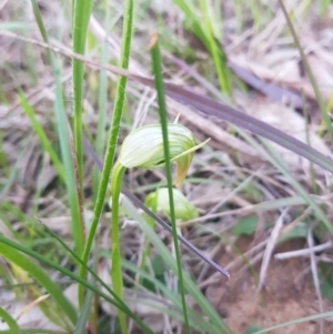 Pterostylis nutans at Albury - suppressed