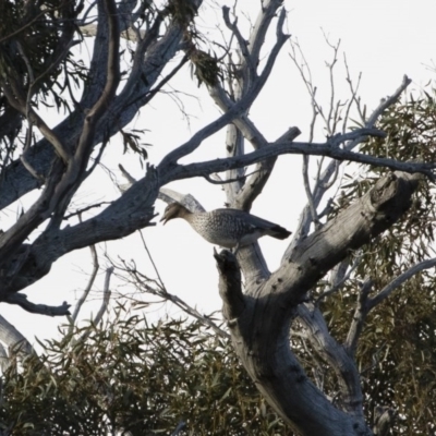 Chenonetta jubata (Australian Wood Duck) at Michelago, NSW - 21 Aug 2020 by Illilanga