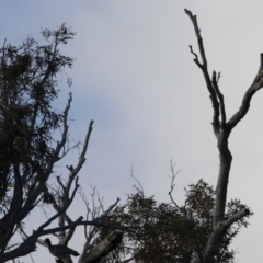 Chenonetta jubata at Michelago, NSW - 22 Aug 2020