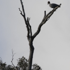 Chenonetta jubata at Michelago, NSW - 22 Aug 2020