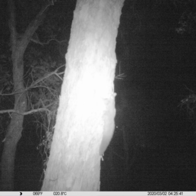 Petaurus norfolcensis (Squirrel Glider) at Monitoring Site 005 - Road - 1 Mar 2020 by DMeco