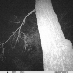Petaurus norfolcensis (Squirrel Glider) at Monitoring Site 010 - Revegetation - 6 Mar 2020 by DMeco