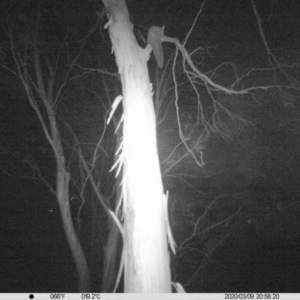 Petaurus norfolcensis at Thurgoona, NSW - 9 Mar 2020 08:58 PM