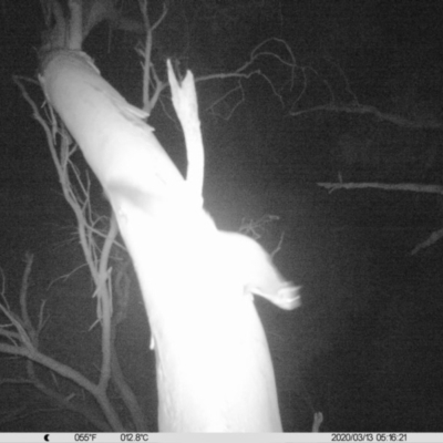 Petaurus norfolcensis (Squirrel Glider) at Monitoring Site 015 - Riparian - 12 Mar 2020 by DMeco
