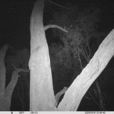 Petaurus norfolcensis (Squirrel Glider) at Thurgoona, NSW - 10 Mar 2020 by DMeco