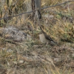 Petroica phoenicea (Flame Robin) at Illilanga & Baroona - 19 Jun 2020 by Illilanga