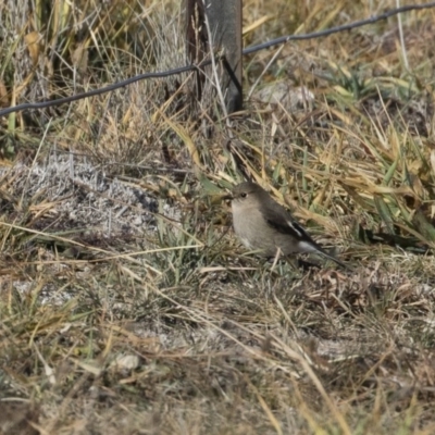 Petroica phoenicea (Flame Robin) at Michelago, NSW - 19 Jun 2020 by Illilanga