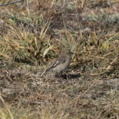 Petroica phoenicea at Michelago, NSW - 19 Jun 2020 10:04 AM