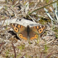 Junonia villida (Meadow Argus) at Fisher, ACT - 29 Aug 2020 by MatthewFrawley