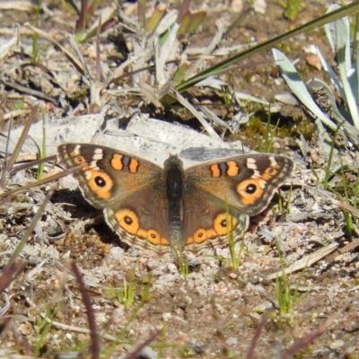 Junonia villida (Meadow Argus) at Fisher, ACT - 29 Aug 2020 by MatthewFrawley