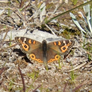 Junonia villida at Fisher, ACT - 29 Aug 2020