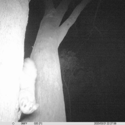 Petaurus norfolcensis (Squirrel Glider) at Monitoring Site 031 - Remnant - 21 Mar 2020 by DMeco
