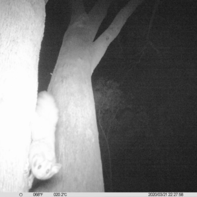 Petaurus norfolcensis (Squirrel Glider) at Red Light Hill Reserve - 21 Mar 2020 by DMeco