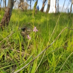 Arthropodium strictum (Chocolate Lily) at Albury - 27 Aug 2020 by erika