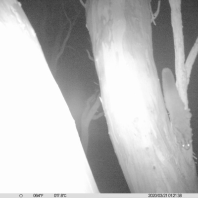 Petaurus norfolcensis (Squirrel Glider) at Thurgoona, NSW - 20 Mar 2020 by DMeco