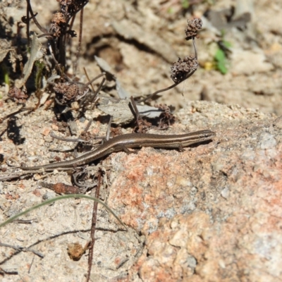 Morethia boulengeri (Boulenger's Skink) at Mount Taylor - 29 Aug 2020 by MatthewFrawley