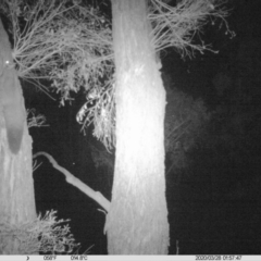 Petaurus norfolcensis (Squirrel Glider) at National Environment Centre (Riverina Institute of Tafe) - 27 Mar 2020 by DMeco