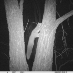 Petaurus norfolcensis (Squirrel Glider) at National Environment Centre (Riverina Institute of Tafe) - 17 Mar 2020 by DMeco