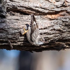 Daphoenositta chrysoptera (Varied Sittella) at Mulligans Flat - 25 Aug 2020 by JohnHurrell