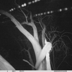 Petaurus norfolcensis (Squirrel Glider) at Bird Monitoring Site 2 - Albury Environmental Lands  - 17 Mar 2020 by DMeco