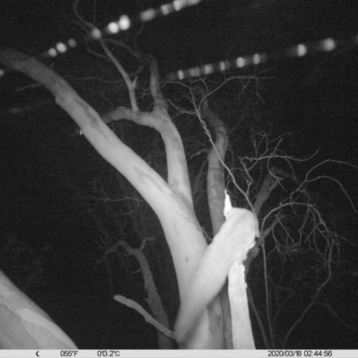 Petaurus norfolcensis (Squirrel Glider) at Bird Monitoring Site 2 - Albury Environmental Lands  - 17 Mar 2020 by DMeco