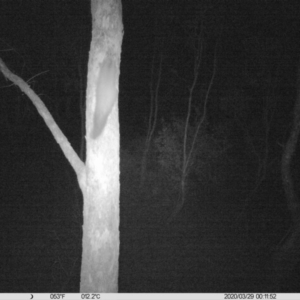Petaurus norfolcensis at Thurgoona, NSW - 29 Mar 2020 12:11 AM