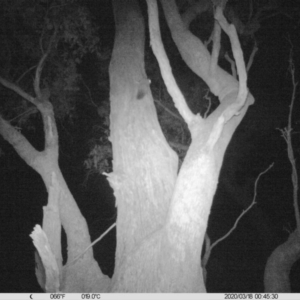 Petaurus norfolcensis at Wirlinga, NSW - 18 Mar 2020 12:45 AM