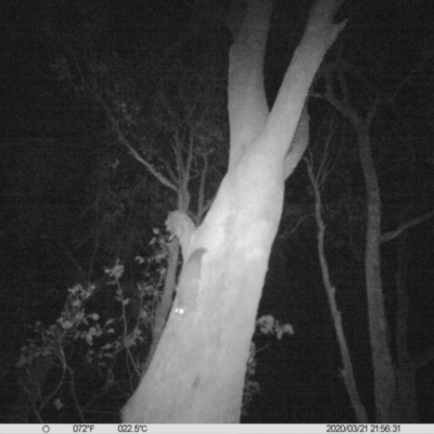 Petaurus norfolcensis (Squirrel Glider) at Monitoring Site 063 - Road - 21 Mar 2020 by DMeco