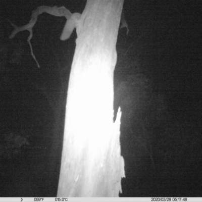 Petaurus norfolcensis (Squirrel Glider) at Monitoring Site 064 - Remnant - 27 Mar 2020 by DMeco