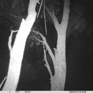 Petaurus norfolcensis at Table Top, NSW - 22 Mar 2020 08:44 PM