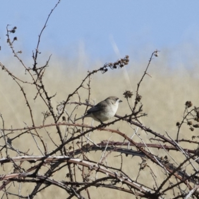 Aphelocephala leucopsis (Southern Whiteface) at Illilanga & Baroona - 31 Jul 2020 by Illilanga