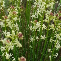 Stackhousia monogyna (Creamy Candles) at West Albury, NSW - 15 Aug 2020 by ClaireSee