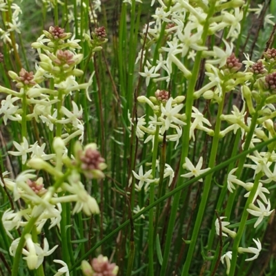 Stackhousia monogyna (Creamy Candles) at West Albury, NSW - 15 Aug 2020 by ClaireSee