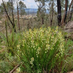Stackhousia monogyna at West Albury, NSW - 15 Aug 2020