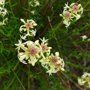 Stackhousia monogyna at West Albury, NSW - 15 Aug 2020