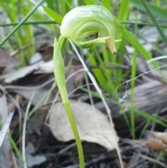 Pterostylis nutans (Nodding Greenhood) at Albury - 30 Aug 2020 by ClaireSee