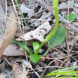 Pterostylis nutans at Albury, NSW - suppressed