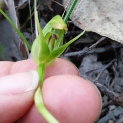 Pterostylis nutans at Albury, NSW - suppressed