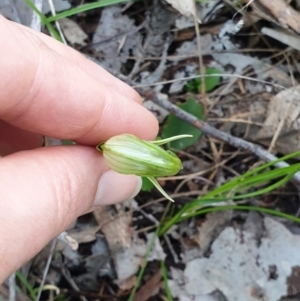 Pterostylis nutans at Albury, NSW - suppressed