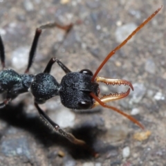 Myrmecia tarsata (Bull ant or Bulldog ant) at Paddys River, ACT - 30 Aug 2020 by TimL