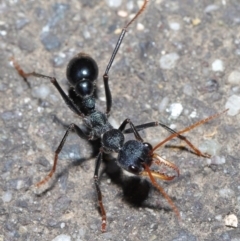 Myrmecia tarsata at Paddys River, ACT - 30 Aug 2020