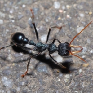 Myrmecia tarsata at Paddys River, ACT - 30 Aug 2020 11:00 AM