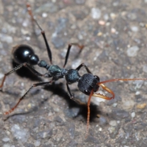 Myrmecia tarsata at Paddys River, ACT - 30 Aug 2020 11:00 AM