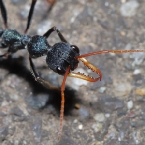 Myrmecia tarsata at Paddys River, ACT - 30 Aug 2020