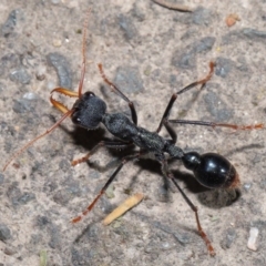 Myrmecia tarsata (Bull ant or Bulldog ant) at Tidbinbilla Nature Reserve - 30 Aug 2020 by TimL