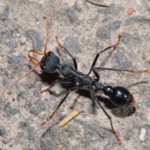 Myrmecia tarsata at Paddys River, ACT - 30 Aug 2020