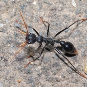 Myrmecia tarsata at Paddys River, ACT - 30 Aug 2020 11:09 AM