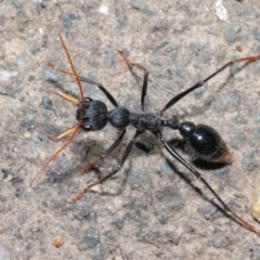 Myrmecia tarsata (Bull ant or Bulldog ant) at Paddys River, ACT - 30 Aug 2020 by TimL