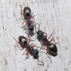 Dolichoderus scabridus (Dolly ant) at Paddys River, ACT - 30 Aug 2020 by TimL